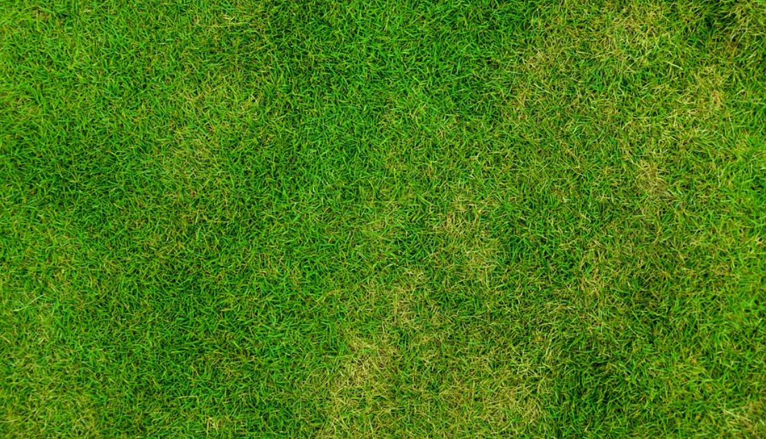 zelená tráva